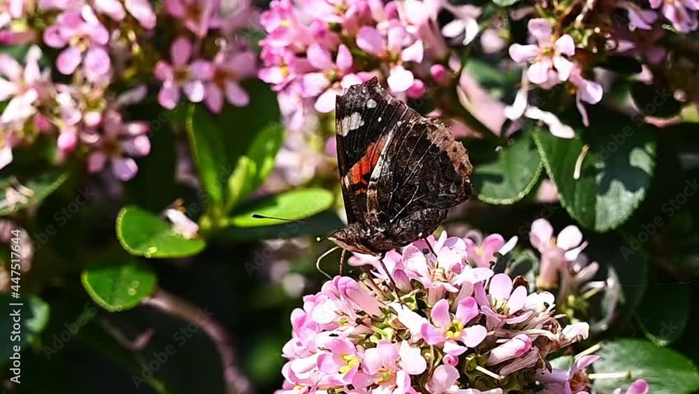 Red Admiral butterfly collecting nectar in slow motion from the flower of a Viburnum flower in summertime. Red Admiral butterfly collecting nectar in slow motion from the flower of a Viburnum flower in summertime.