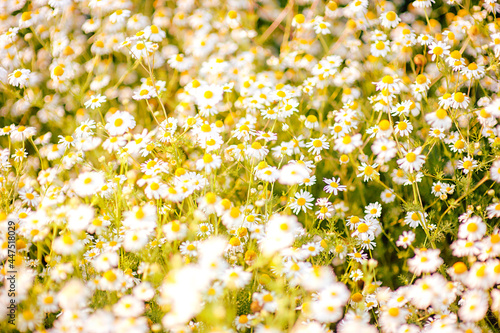 Fototapeta Naklejka Na Ścianę i Meble -  Chamomile field in bloom and sunlight