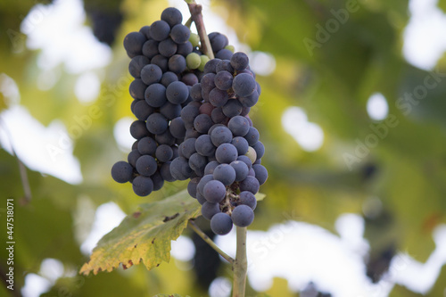 The stage of vegetation of a Grape Bush on a summer cottage plot