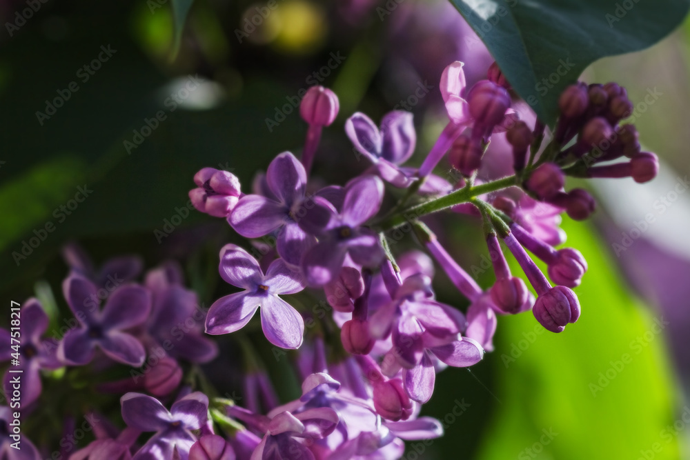 Purple lilac flowers in rays of light