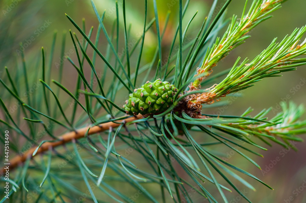 Young green cone on pine branch close-up. Long green needles. Outdoors nature.