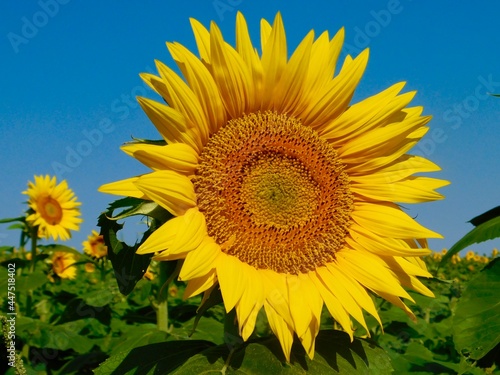 Sunflowers in Kansas