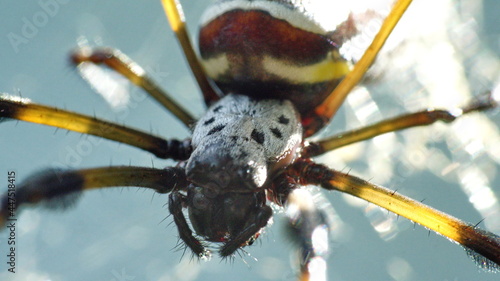 Close up of a Golden silk spider in a web in a county park in Fort Lauderdale, Florida, USA photo