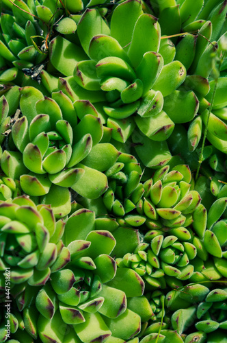 Houseleeks young green plants succulents background. Rejuvenated Sempervivum also known as Stone Rose.