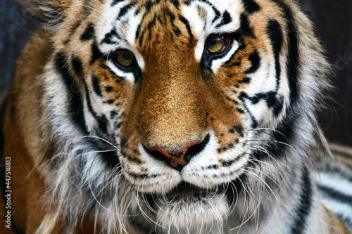 Close up of Tiger at Omaha s Henry Doorly Zoo