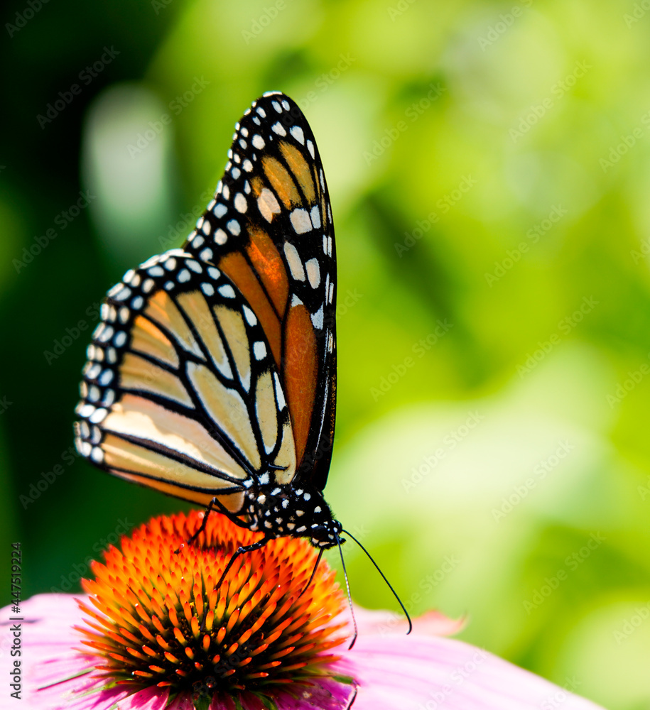 Fototapeta premium monarch butterfly on a flower with green background