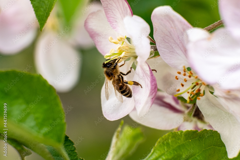 bee on a flower bee on a flower
