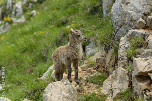 young ibex in the french moutains of vercors © AUFORT Jérome