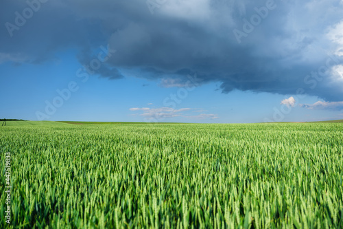 Wheat field and sky with huge clouds before the storm. Agricultural landscape...