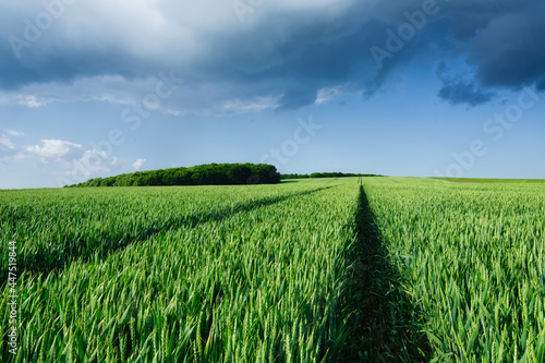 Wheat field and sky with huge clouds before the storm. Agricultural landscape...