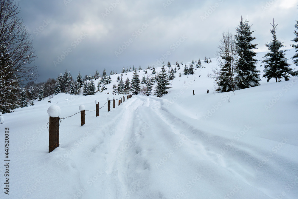 Moody landscape with footpath tracks and pine trees covered with fresh fallen snow in winter mountain forest on cold gloomy evening.