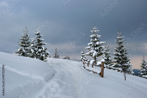 Moody landscape with footpath tracks and pine trees covered with fresh fallen snow in winter mountain forest on cold gloomy evening.
