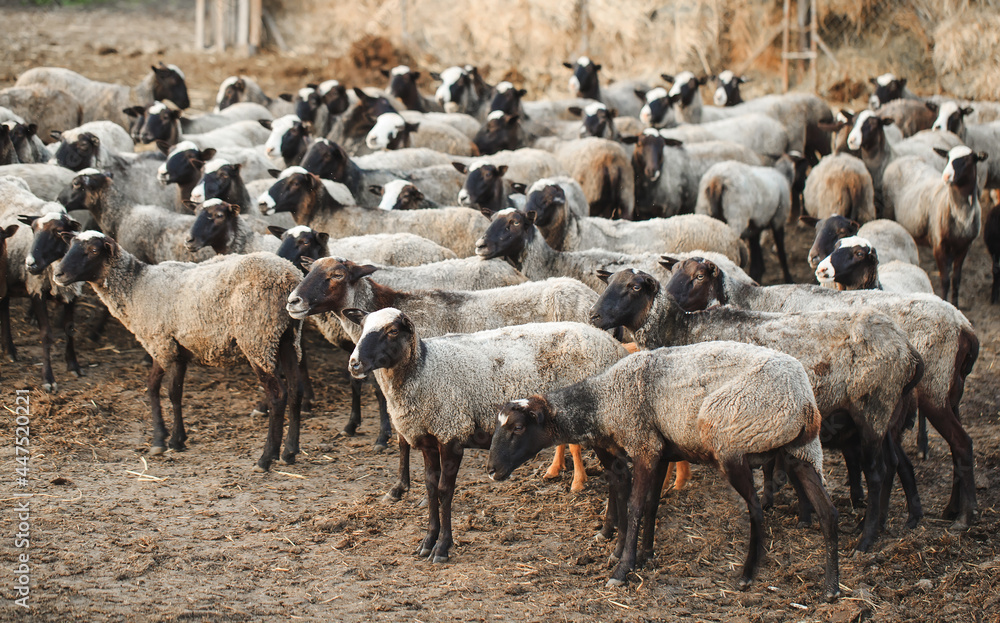 Sheep farm. Group of sheep domestic animals. Sheep farm. Group of sheep domestic animals.