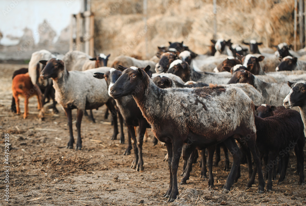 Sheep farm. Group of sheep domestic animals. Sheep farm. Group of sheep domestic animals.