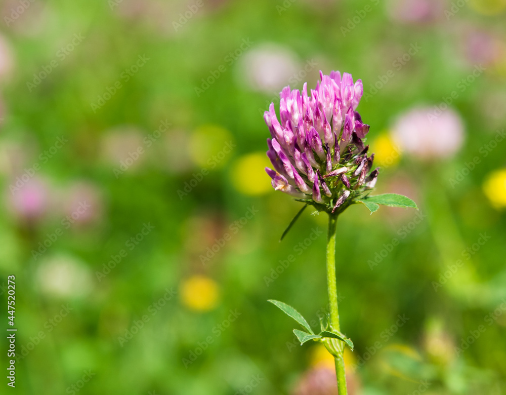 Red clover, Broad-leaved clover, Purple clover or Cultivated clover (botanical name: Trifolium pratense) grows in a meadow among other flowers Red clover, Broad-leaved clover, Purple clover or Cultivated clover (botanical name: Trifolium pratense) grows in a meadow among other flowers