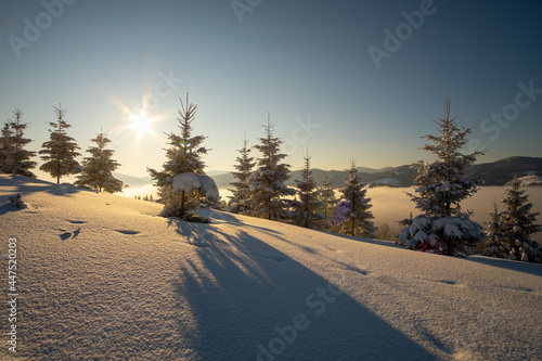 Amazing winter landscape with pine trees of snow covered forest in cold mountains at sunrise.