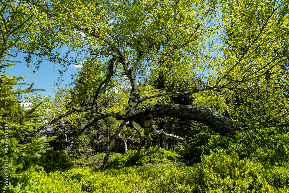 Fototapeta premium tree in the forest