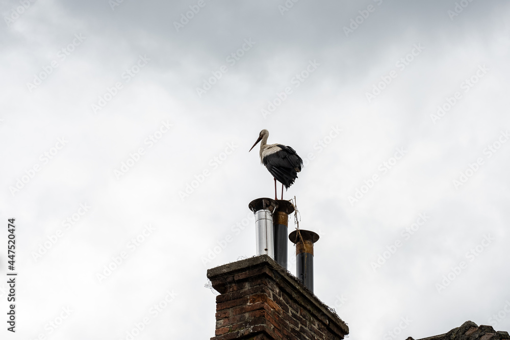 eagle on the roof