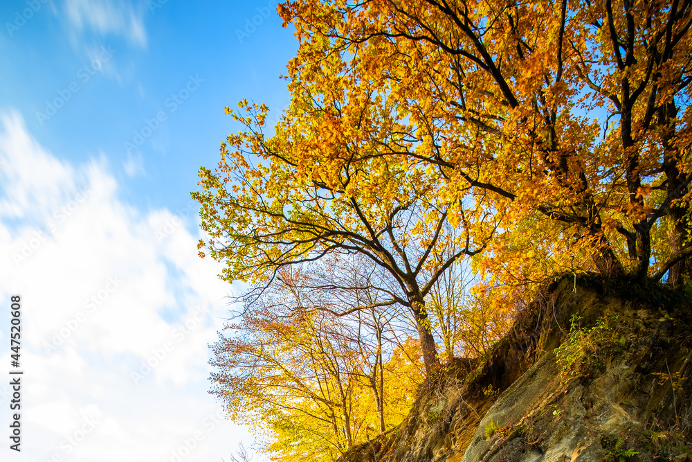 Fototapeta premium Yellow autumn forest with trees on high rocky mountain side.