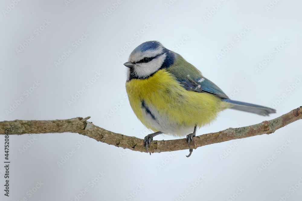 Obraz premium Blue tit