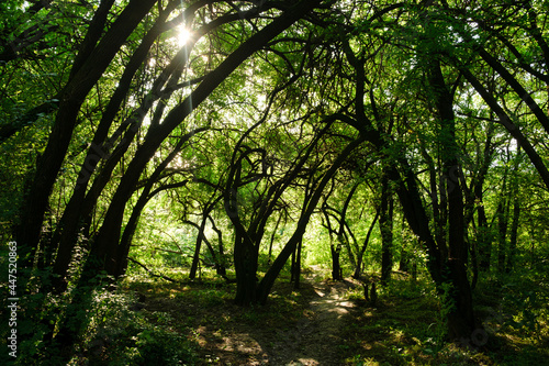 Summer sunny green forest. Beautiful bright sun rays in the morning wood.