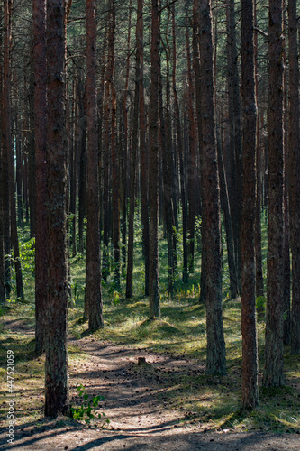 Backdrop of a pine tree forest with copy space