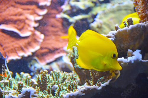 A Yellow Butterflyfish in a Coral Aquarium