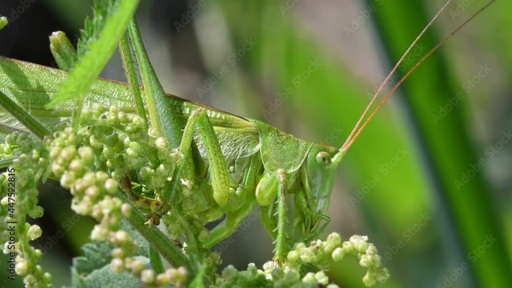 Great green bush-cricket (Tettigonia viridissima) adult female / imago on common nettle / stinging nettle (Urtica dioica) in meadow in summer Great green bush-cricket (Tettigonia viridissima) adult female / imago on common nettle / stinging nettle (Urtica dioica) in meadow in summer