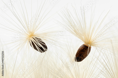 Slika na platnu Pair of seeds with white pappus of a blessed milkthistle isolated on white backg