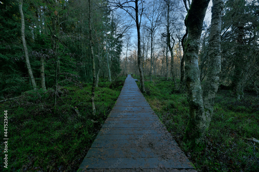 Fototapeta premium Ein Bohlenweg durch ein Moor zum Schutz der Vegetation