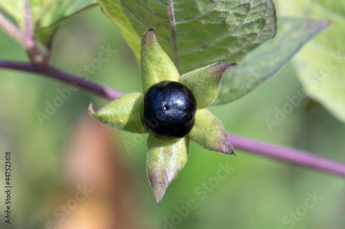 Fresh black Atropa Belladonna berry close up in the garden 