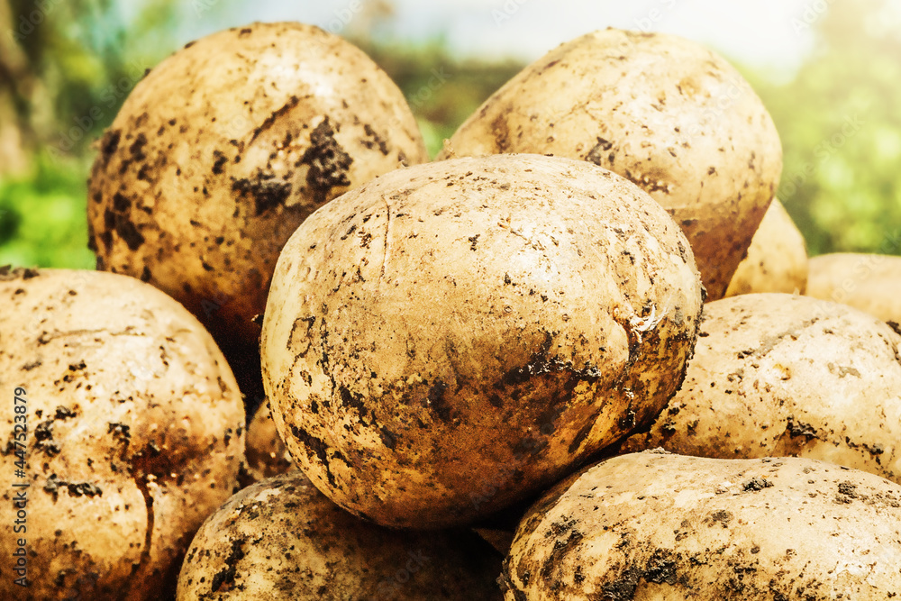 Potatoes in the garden. Homegrown Potatoes being harvested Potatoes in the garden. Homegrown Potatoes being harvested