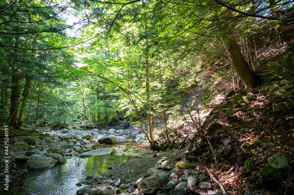 Landscape along a river in the woods