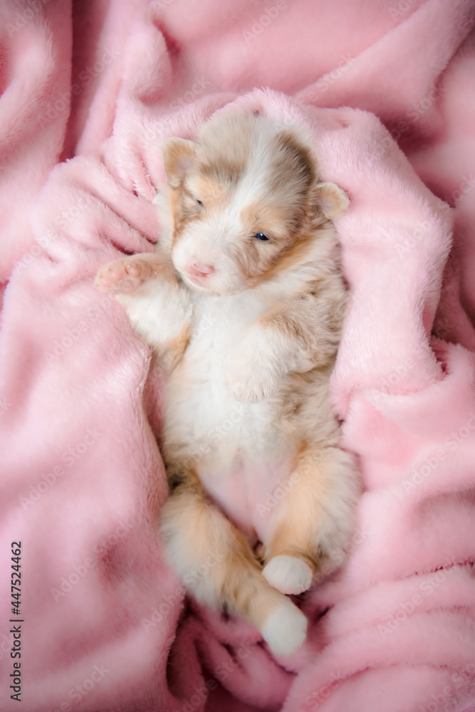 Adorable Newborn Puppy Sleeping