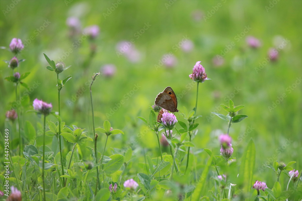 Blumenwiese mit Schmetterling Stock Photo Adobe Stock