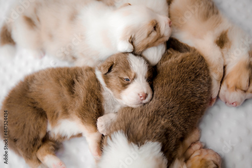 Newborn puppy. Australian Shepherd Puppy. Dog litter