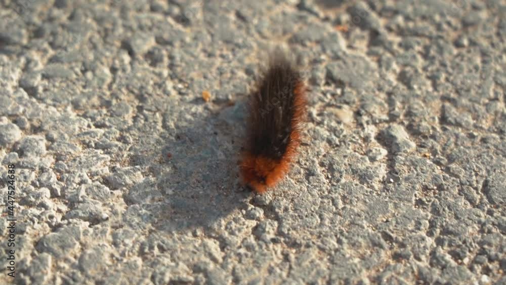 Large black and yellow furry caterpillar crawling on the asphalt Large black and yellow furry caterpillar crawling on the asphalt