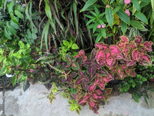 Various type of colorful decorative plants on a corner of a rooftop garden 