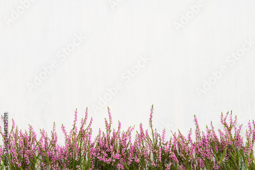 Pink Common Heather flowers border on light background. Flat lay photo