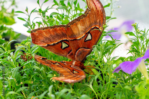 Attacus dohertyi is large moth from Peacock-eye family. Beautiful butterfly sitting on grid