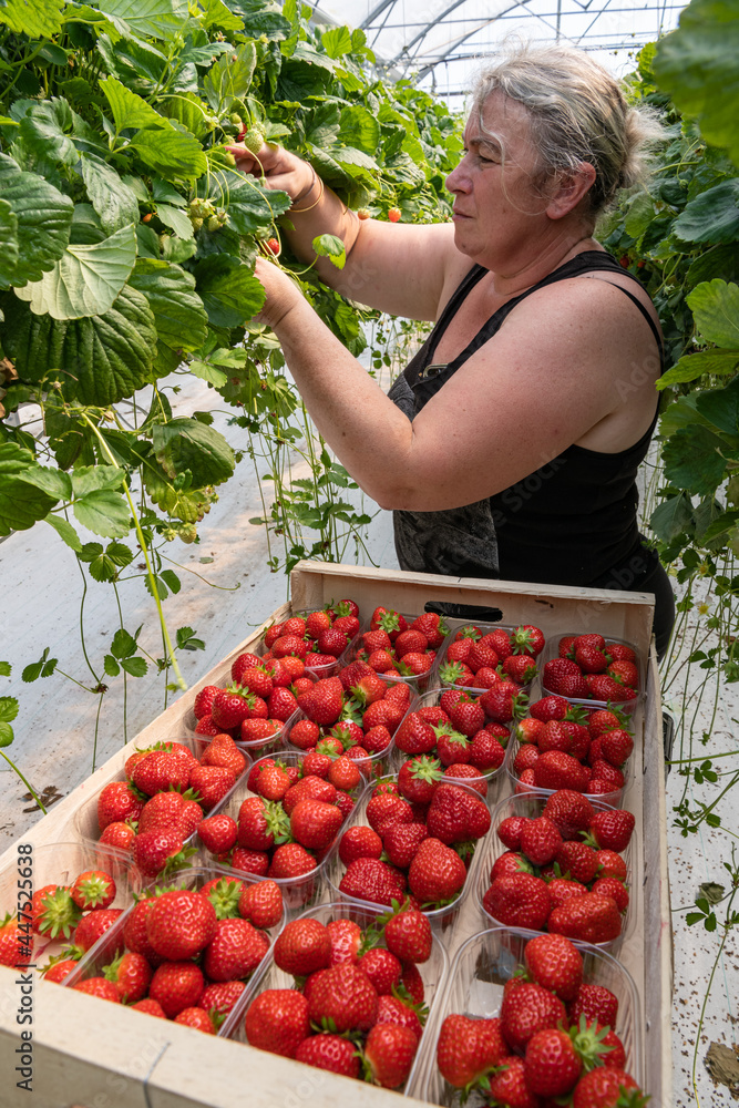 Culture de fraises hors sol sous serre en vallée de Seine. Cueillette — free download