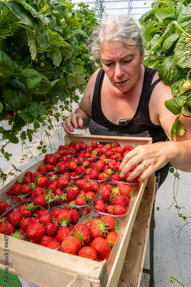 Culture de fraises hors sol sous serre en vallée de Seine. Cueillette — free download