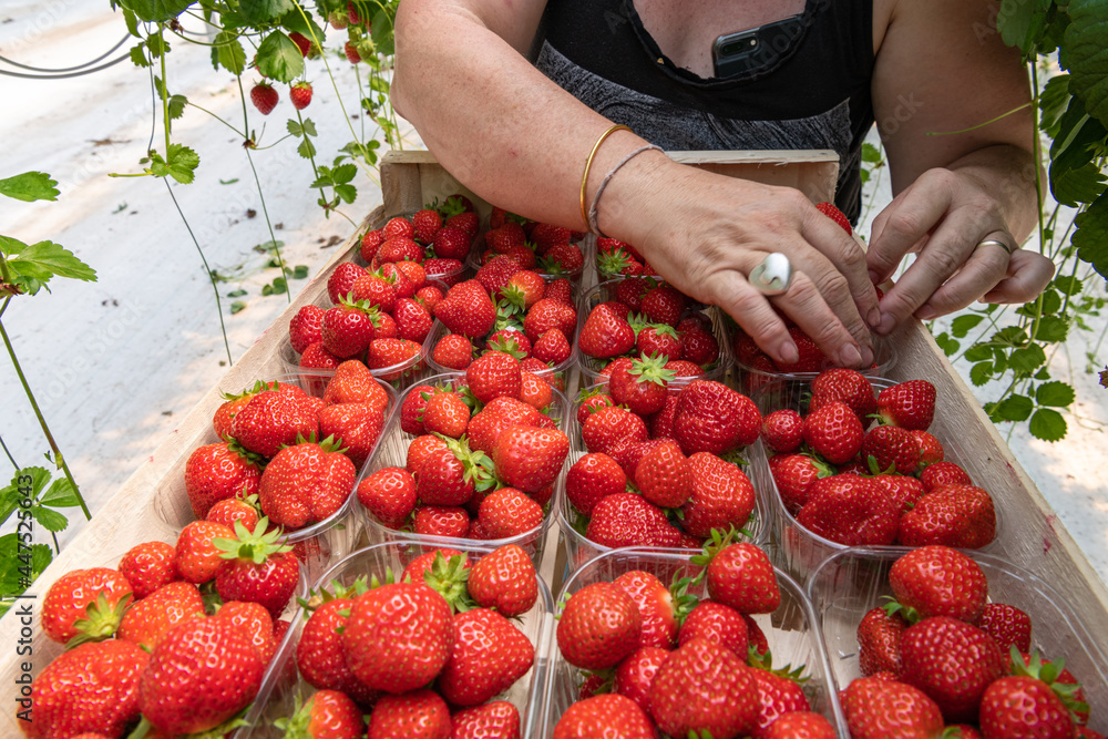 Culture de fraises hors sol sous serre en vallée de Seine. Cueillette — free download