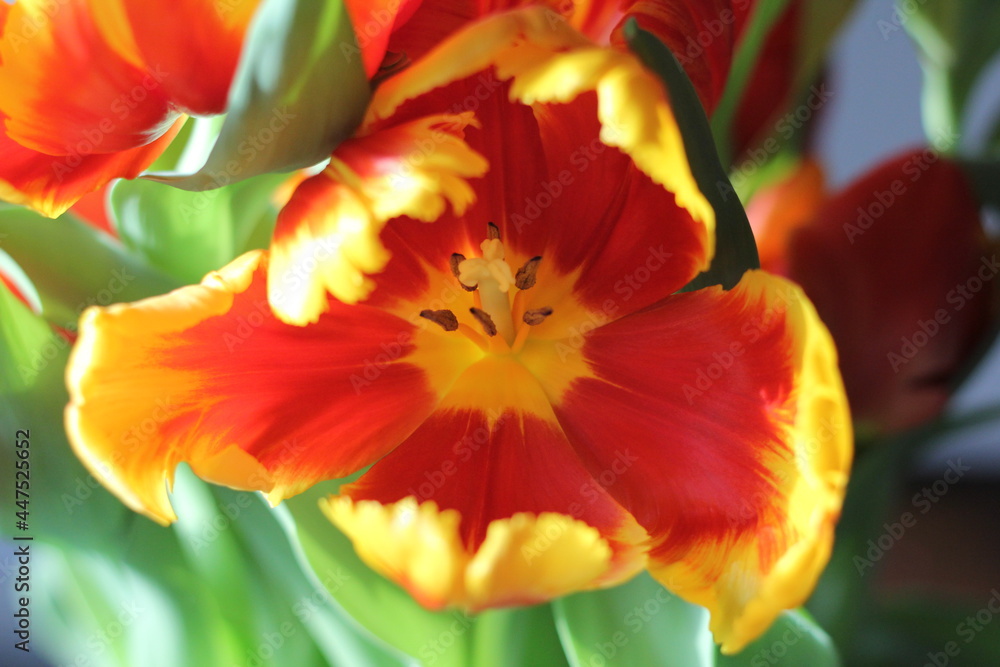 Close up orange yellow red tulip bloom background wallpaper