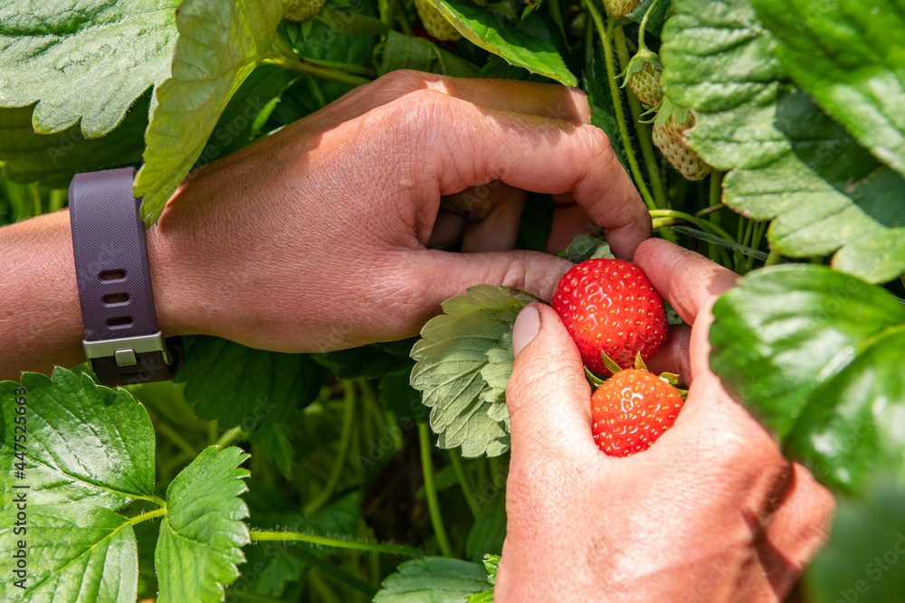 Culture de fraises hors sol sous serre chez un producteur en vallée de — free download