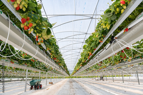 Culture de fraises hors sol sous serre dans tunnel plastique chez un producteur en vallée de Seine