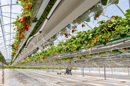 Foto Culture de fraises hors sol sous serre dans tunnel plastique chez un producteur