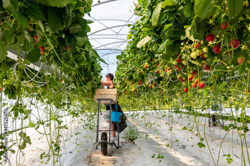 Culture de fraises hors sol sous serre chez un producteur en vallée de Seine. Cueillette par employée saisonnier