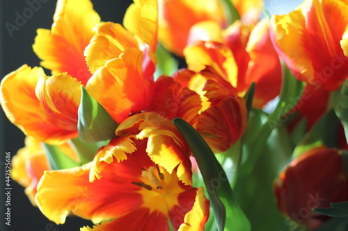 Close up orange yellow red tulip bloom background wallpaper © Kelly_Laine