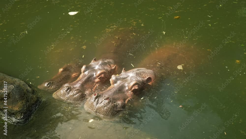 A family of three cute hippos cuddling up to each other are resting in a pond with green muddy water and garbage in the rays of sunlight. Sunny day baby, mom and dad.A calm peaceful frame of wildlife. A family of three cute hippos cuddling up to each other are resting in a pond with green muddy water and garbage in the rays of sunlight. Sunny day baby, mom and dad.A calm peaceful frame of wildlife.